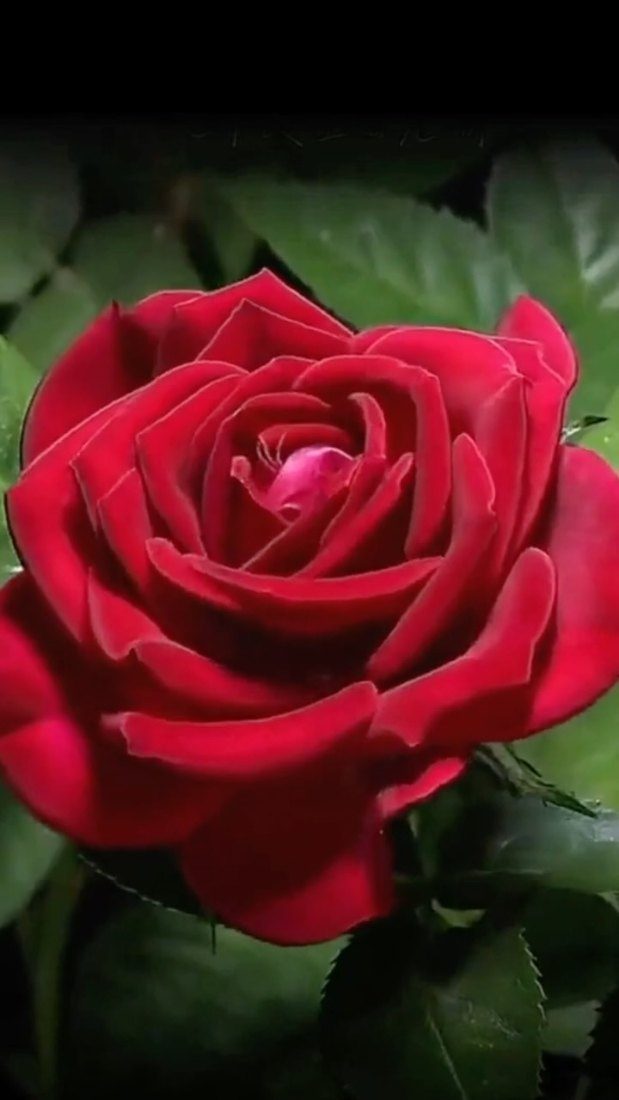 Rosa vermelha aberta