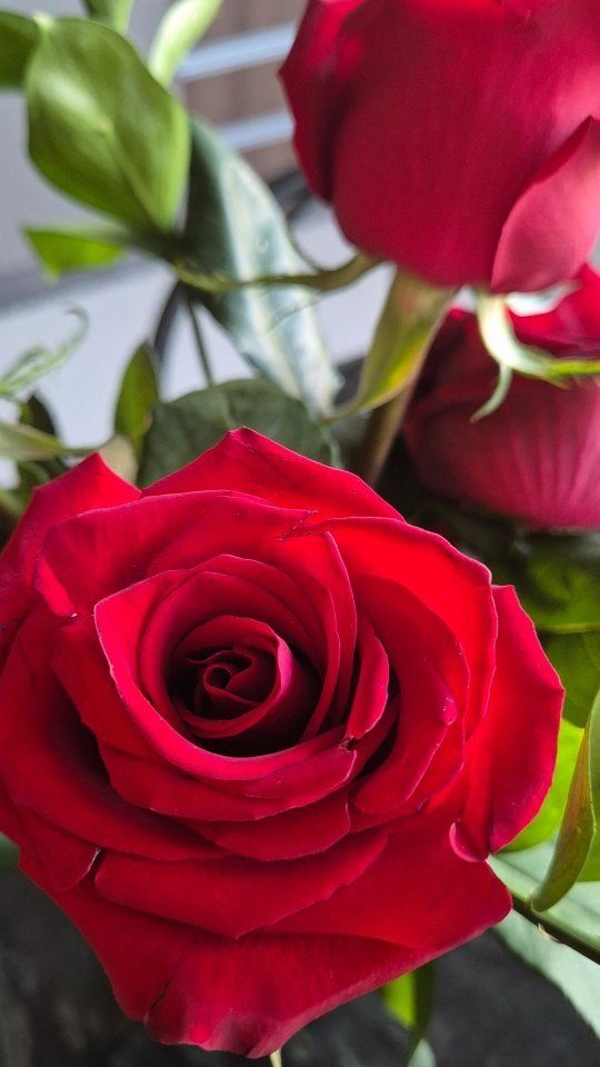 Rosas vermelhas